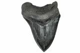 Serrated, Fossil Megalodon Tooth - South Carolina #301798-1